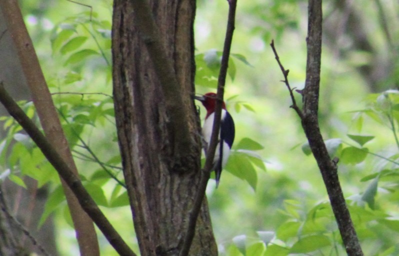 Red-headed Woodpecker - ML618739416