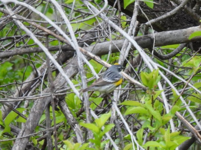 Yellow-rumped Warbler (Myrtle) - ML618739451