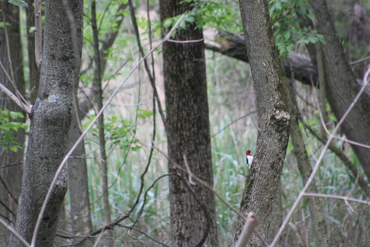 Red-headed Woodpecker - ML618739454