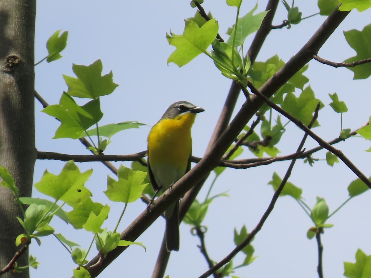 Yellow-breasted Chat - ML618739506