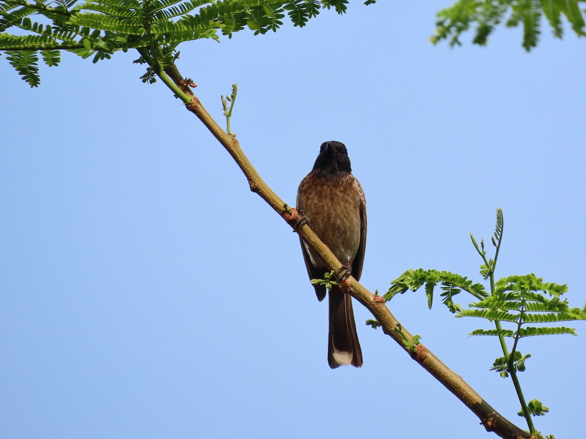Red-vented Bulbul - ML618739540