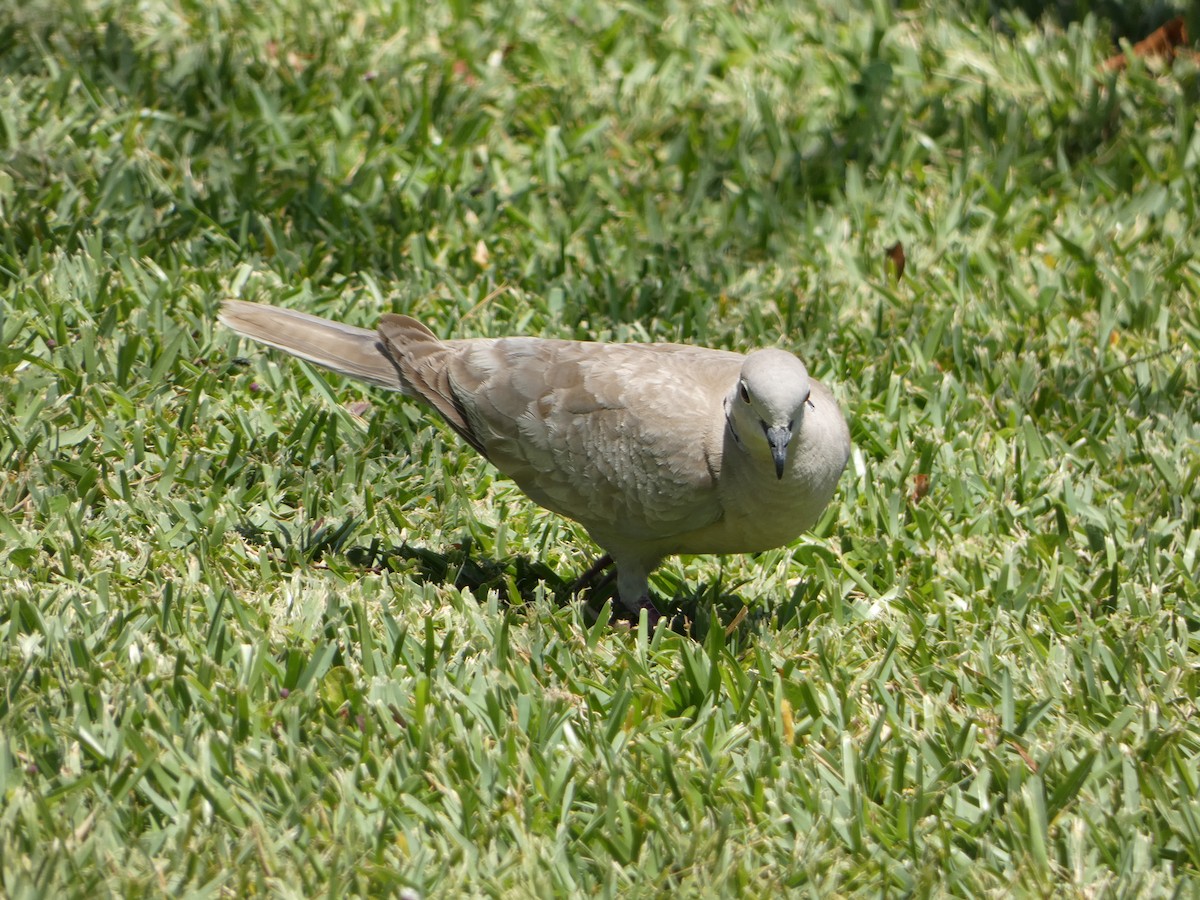 Eurasian Collared-Dove - ML618739559