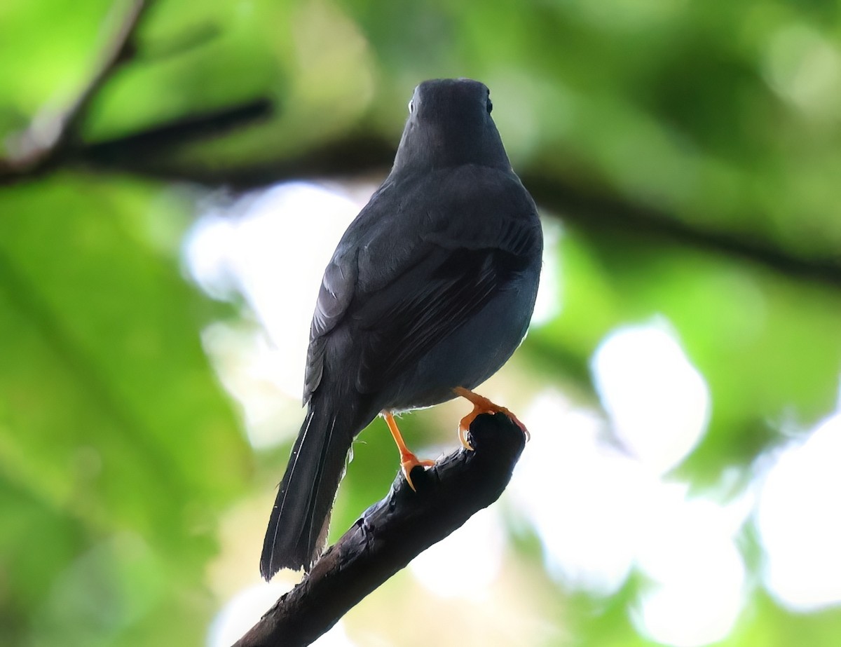 Black-faced Solitaire - ML618739566
