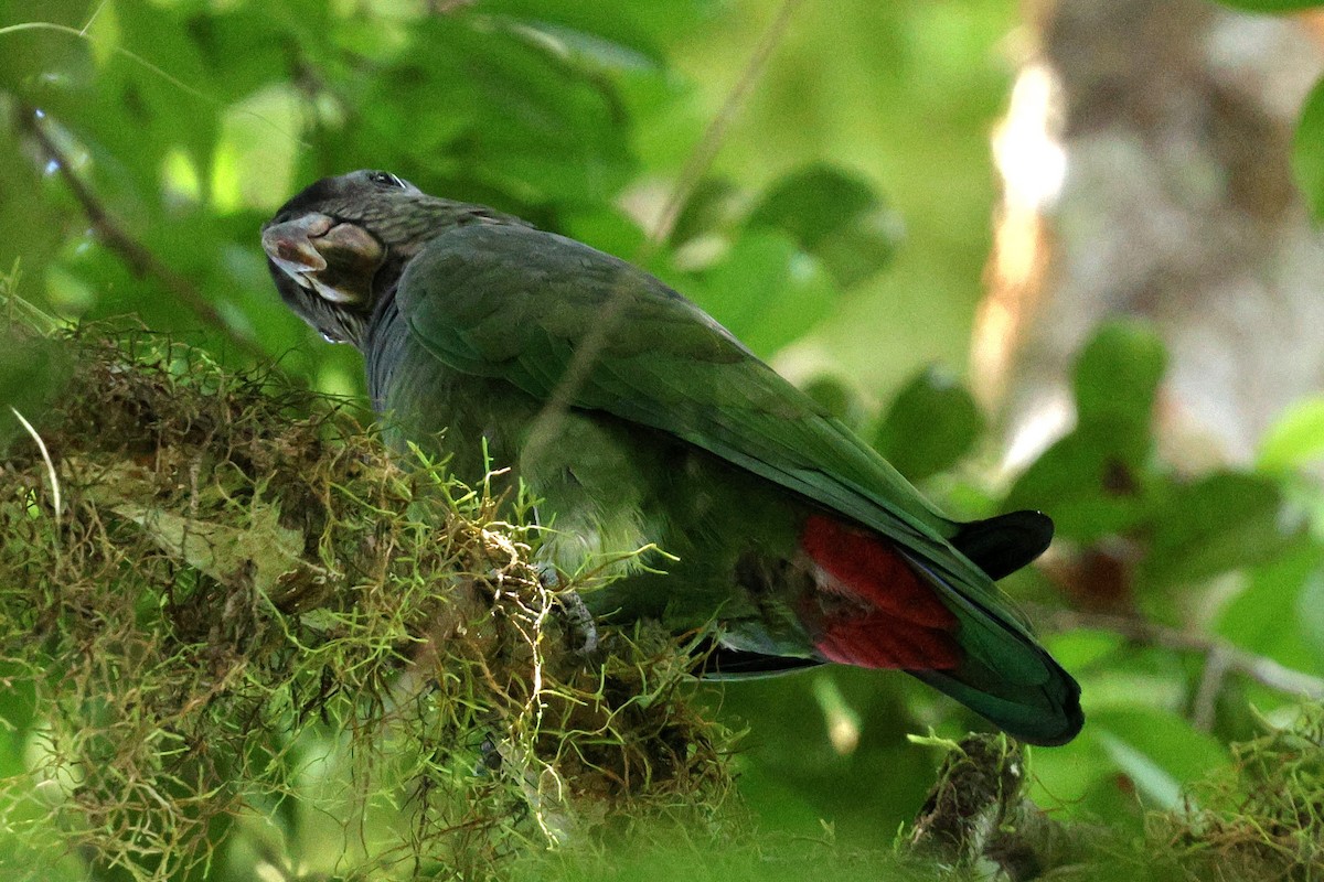 Папуга-червоногуз зеленощокий - ML618739567