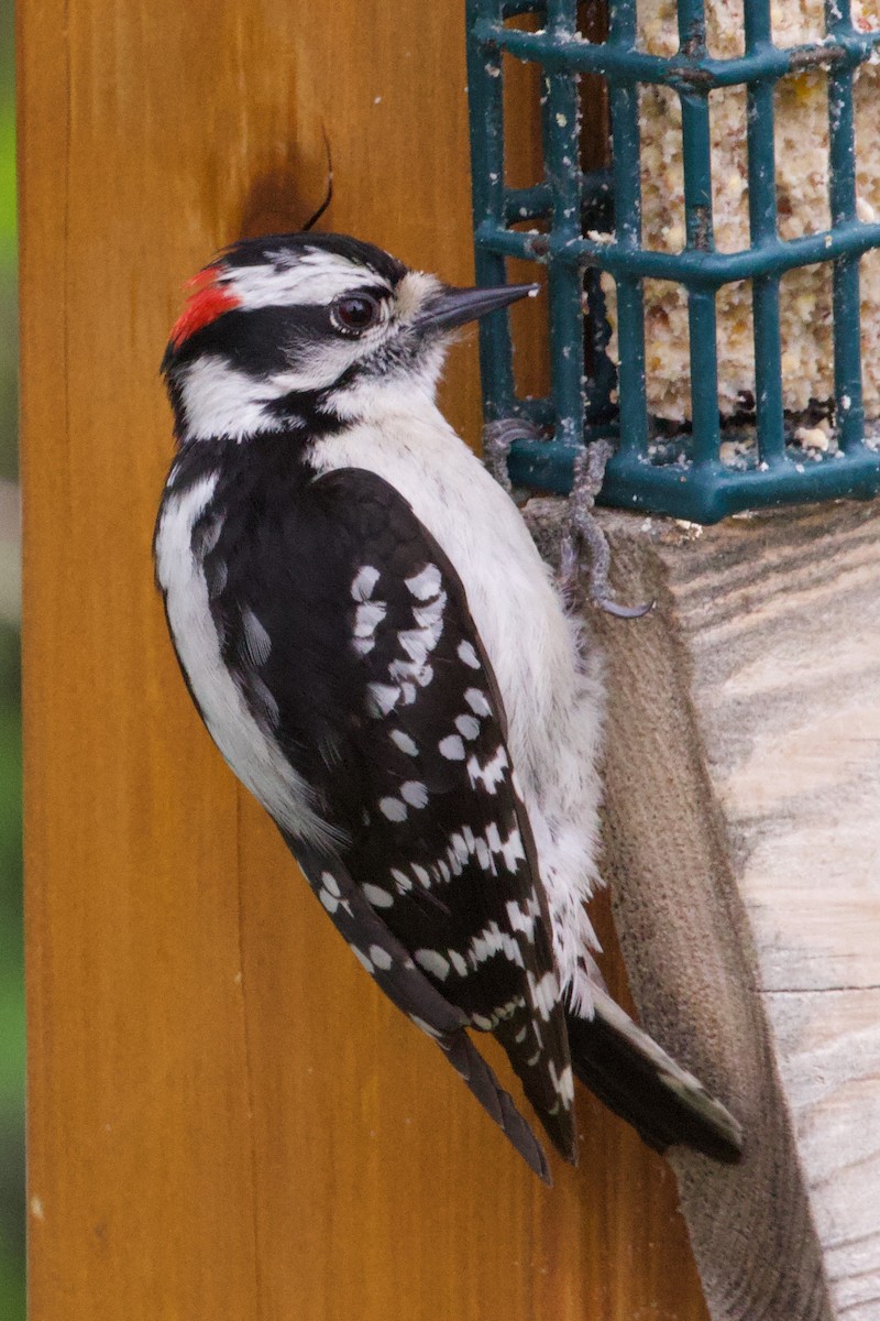 Downy Woodpecker - ML618739607