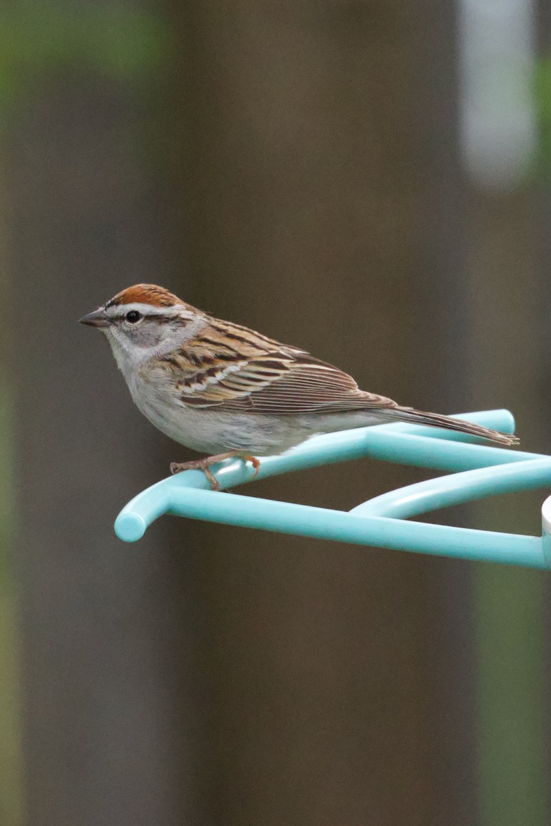 Chipping Sparrow - ML618739659