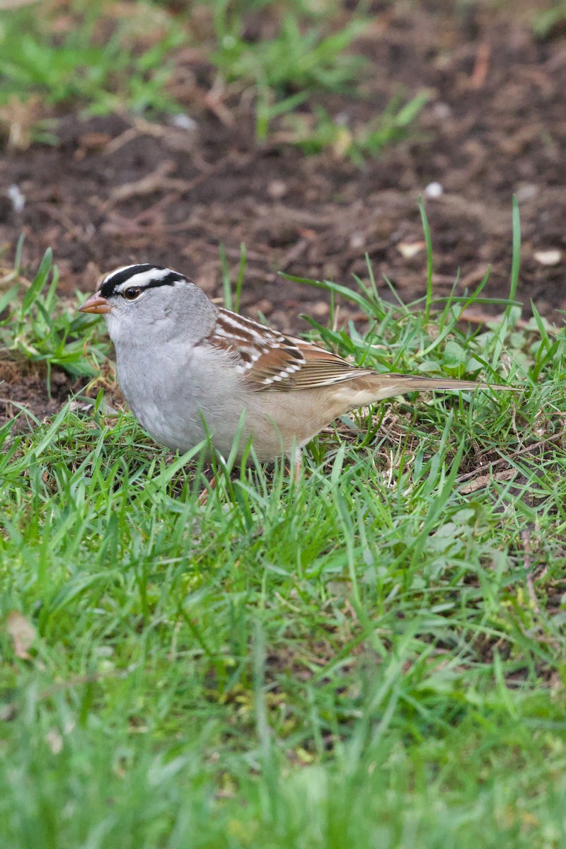 White-crowned Sparrow - ML618739666