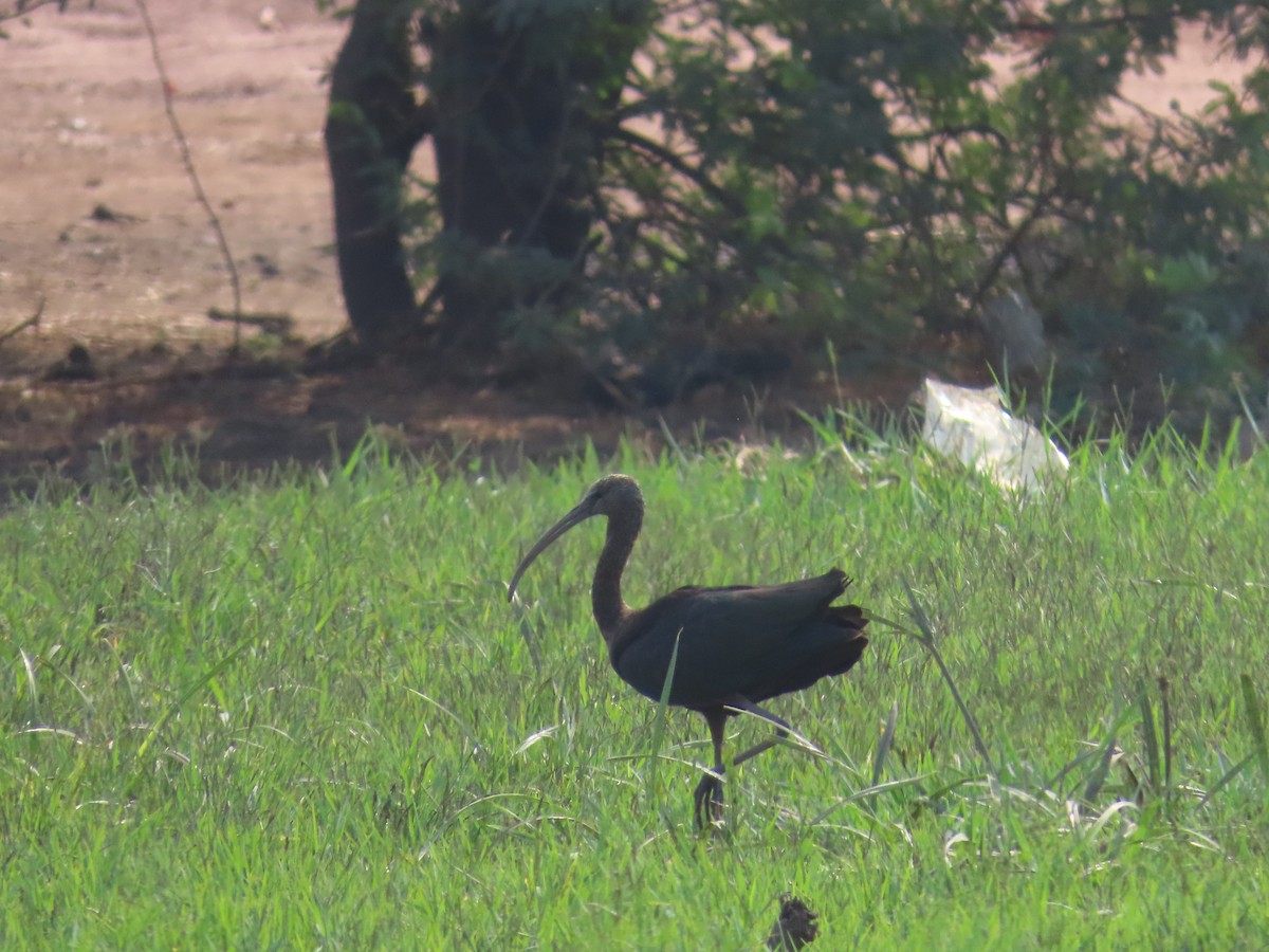 ibis hnědý - ML618739674