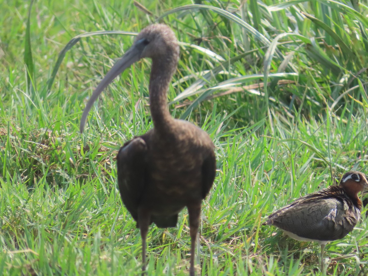 ibis hnědý - ML618739681
