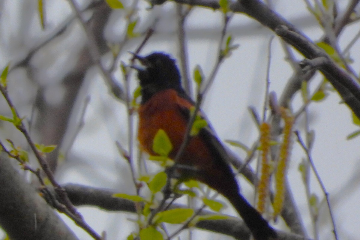 Orchard Oriole - ML618739692