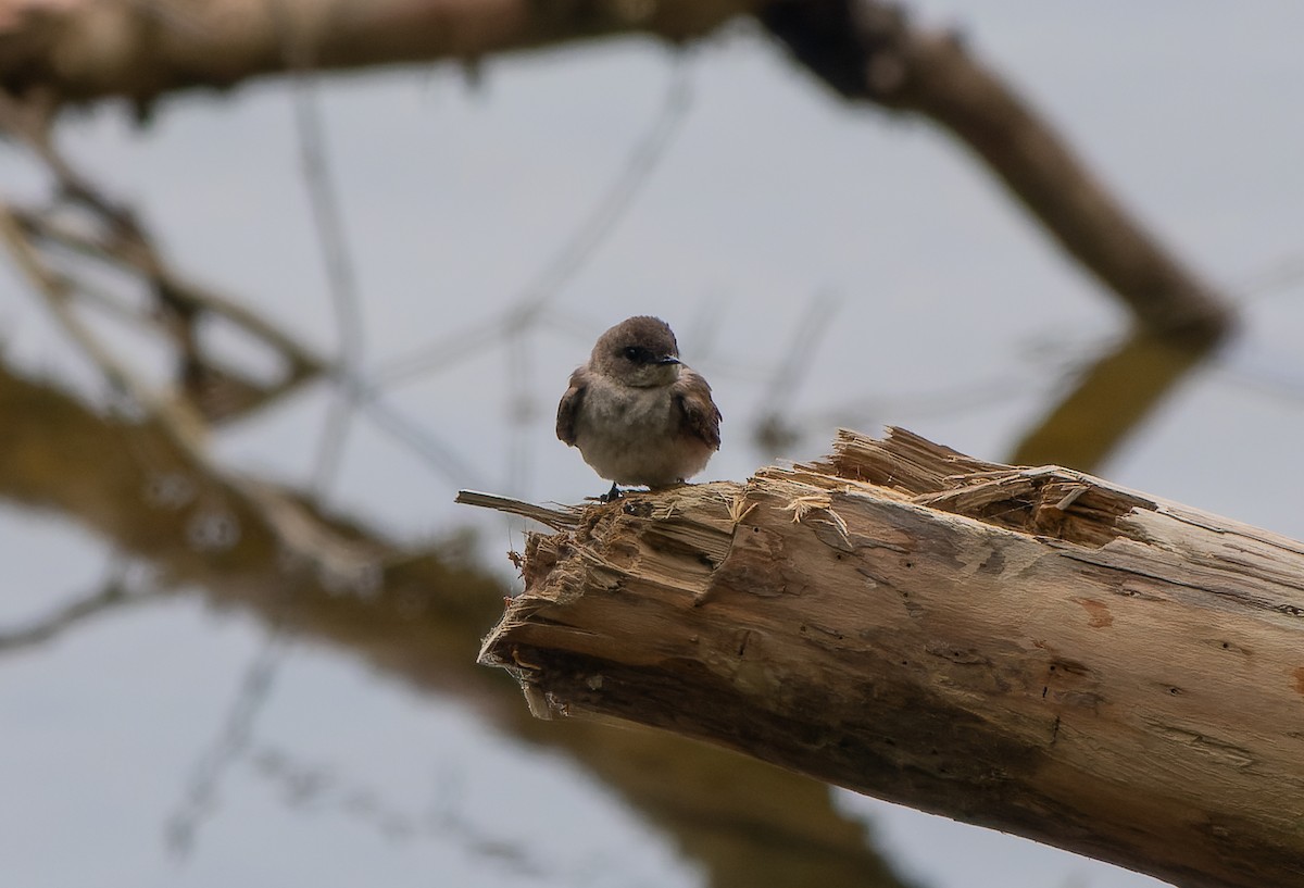 Northern Rough-winged Swallow - ML618739693