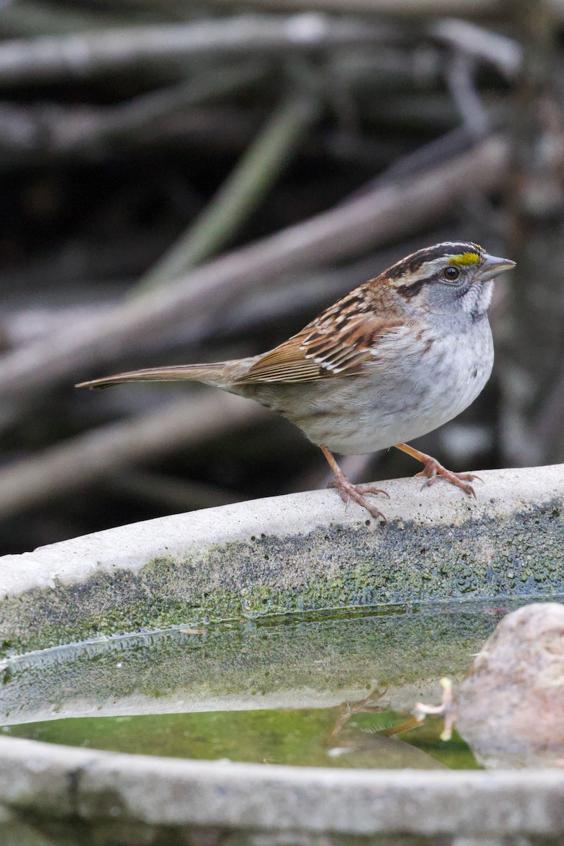 White-throated Sparrow - ML618739694
