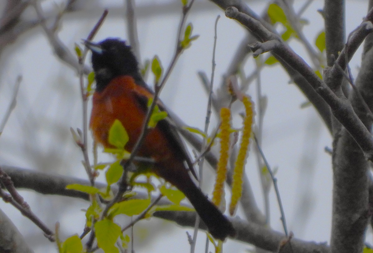 Orchard Oriole - ML618739696
