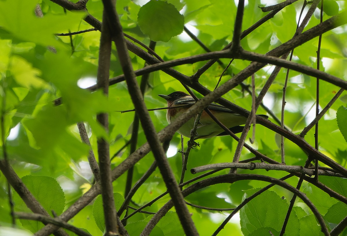 Bay-breasted Warbler - ML618739713