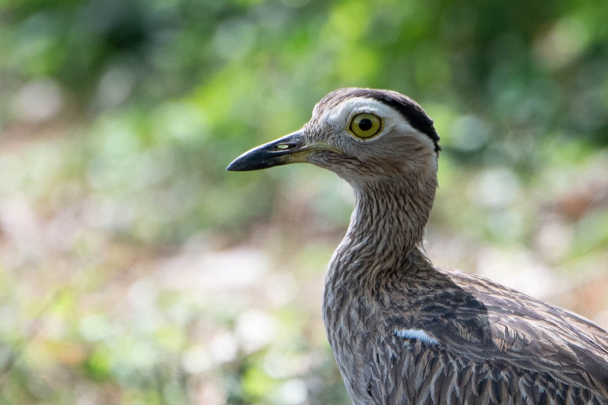 Double-striped Thick-knee - ML618739767