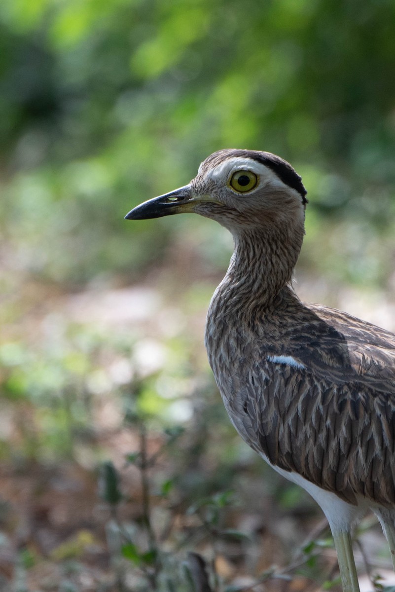 Double-striped Thick-knee - ML618739768
