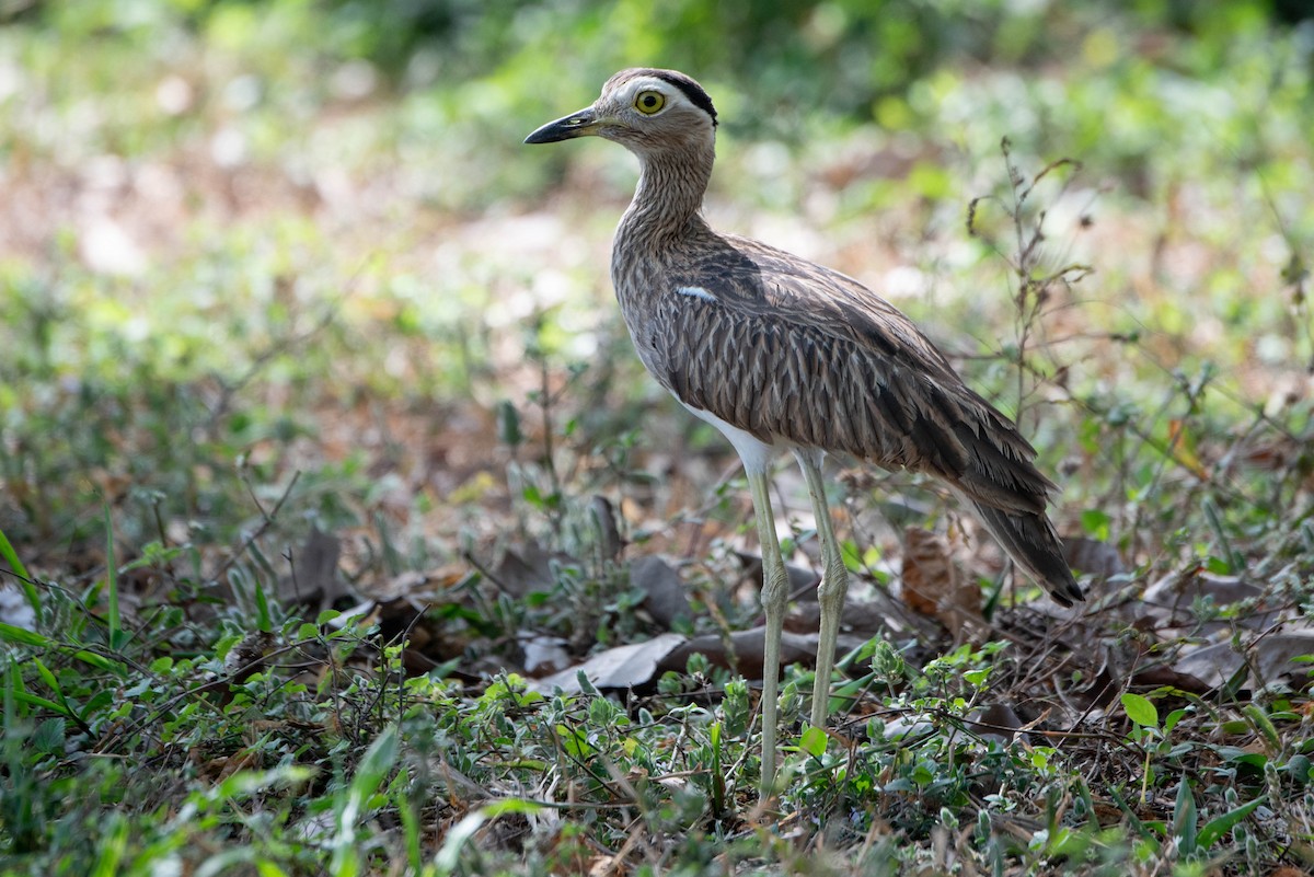 Double-striped Thick-knee - ML618739769