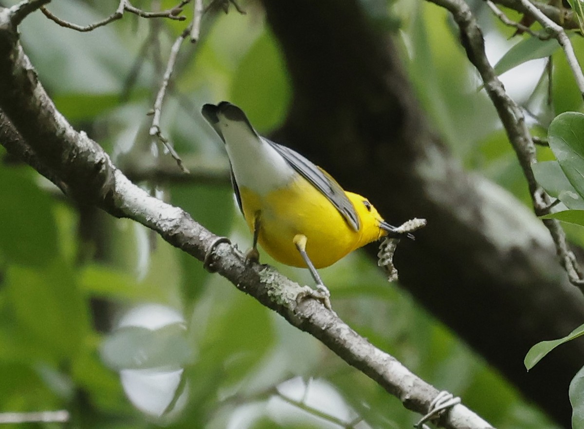 Prothonotary Warbler - ML618739771