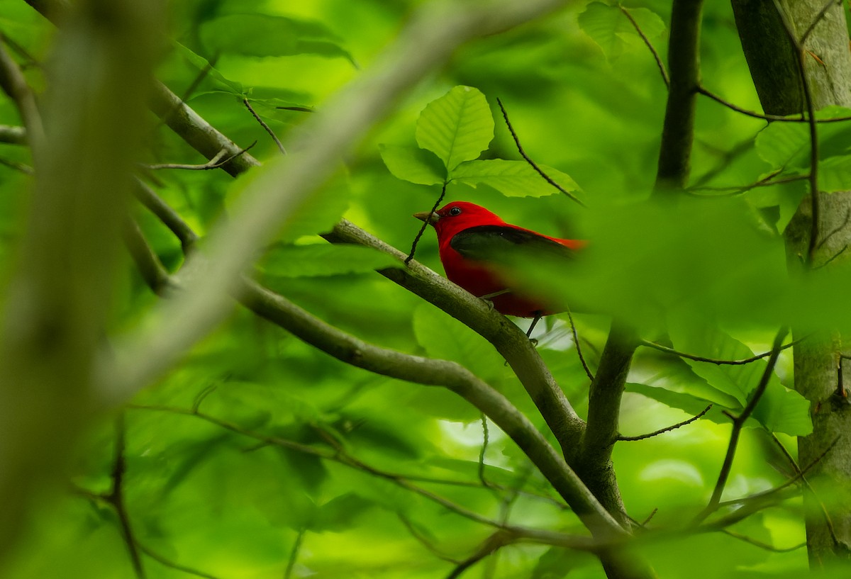 Scarlet Tanager - ML618739774