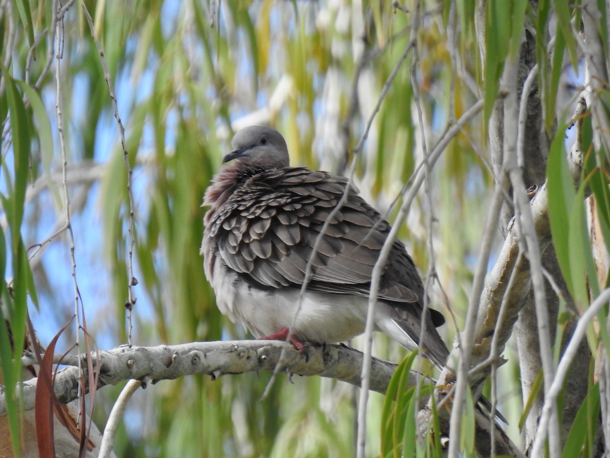 Spotted Dove - ML618739781