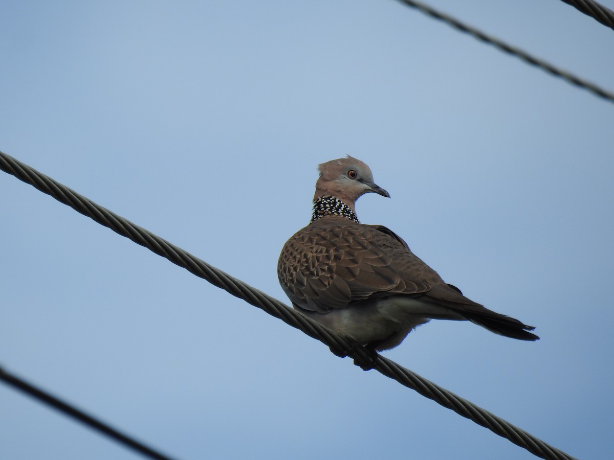 Spotted Dove - ML618739784