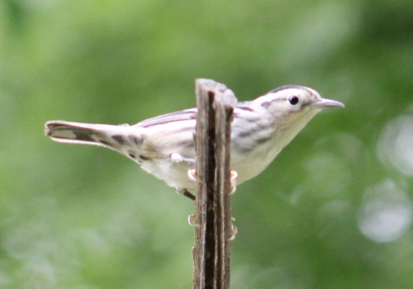 Black-and-white Warbler - ML618739793