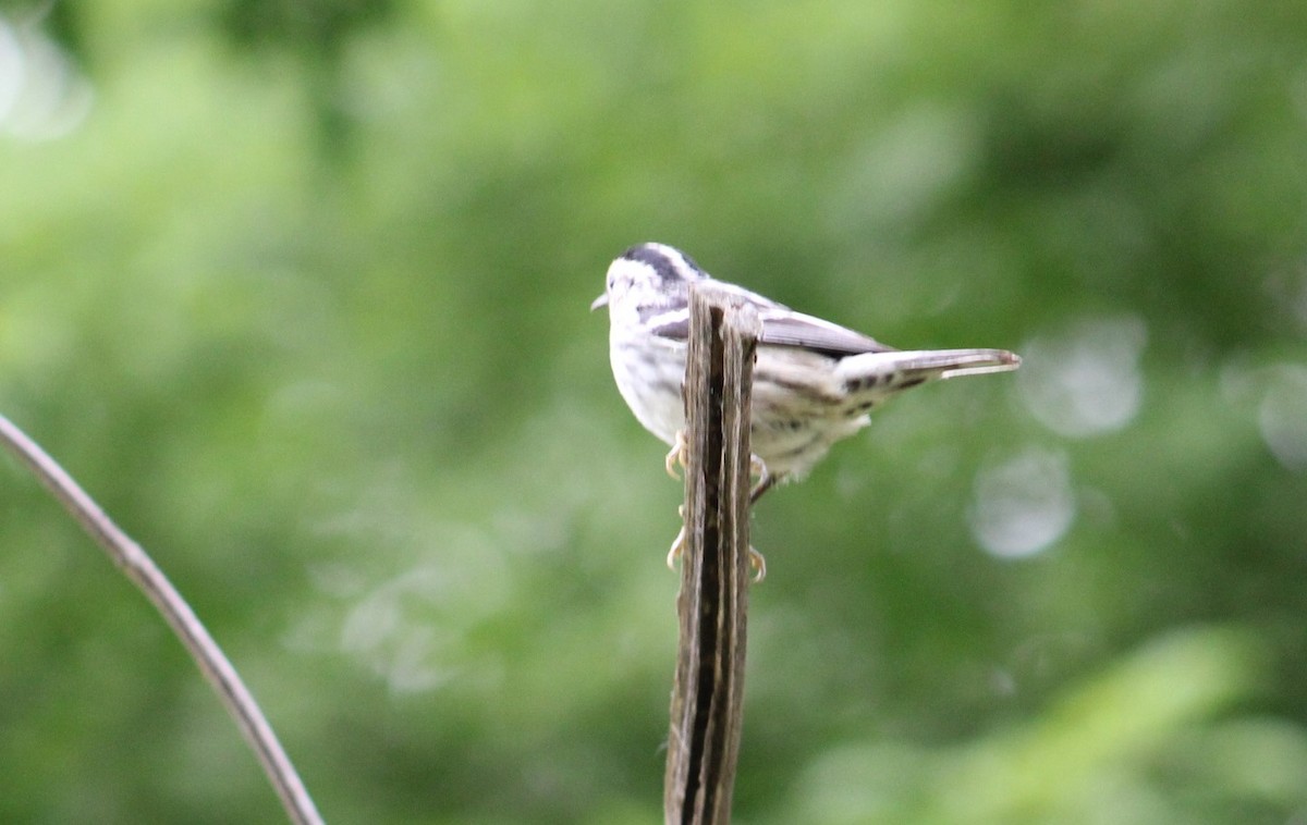 Black-and-white Warbler - ML618739795