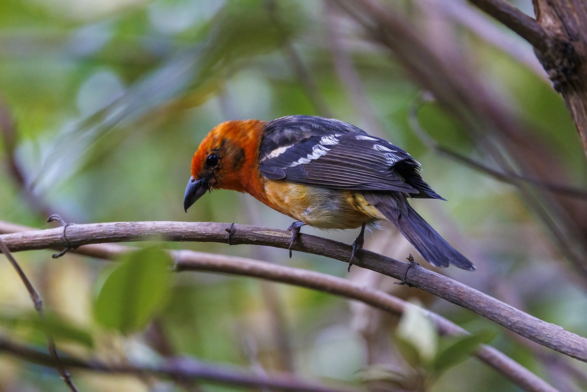 Flame-colored Tanager - ML618739804
