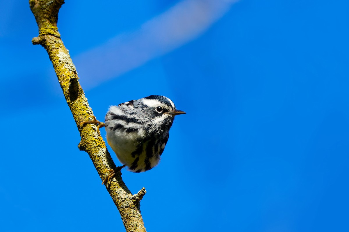Black-and-white Warbler - ML618739832