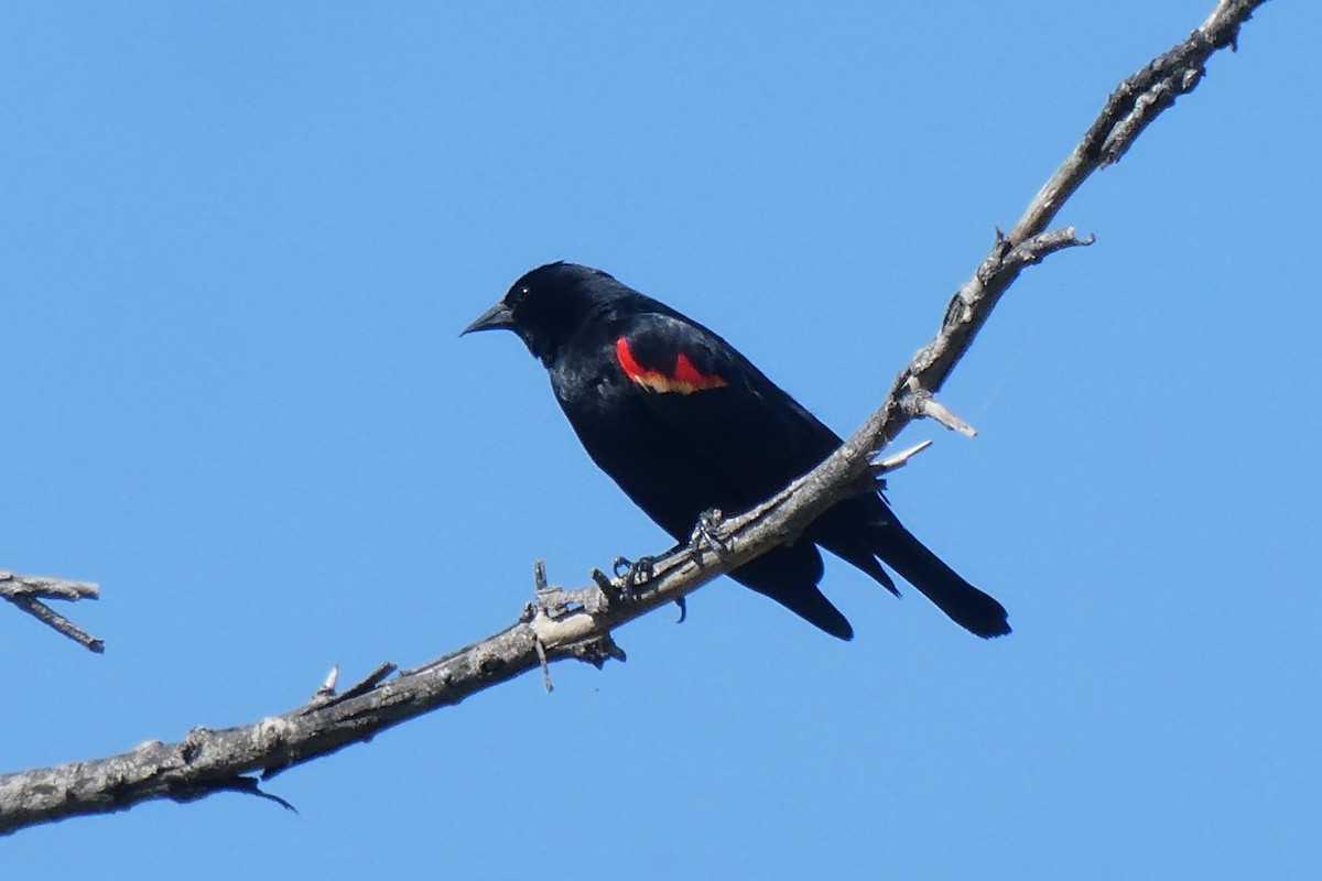 Red-winged Blackbird - ML618739853
