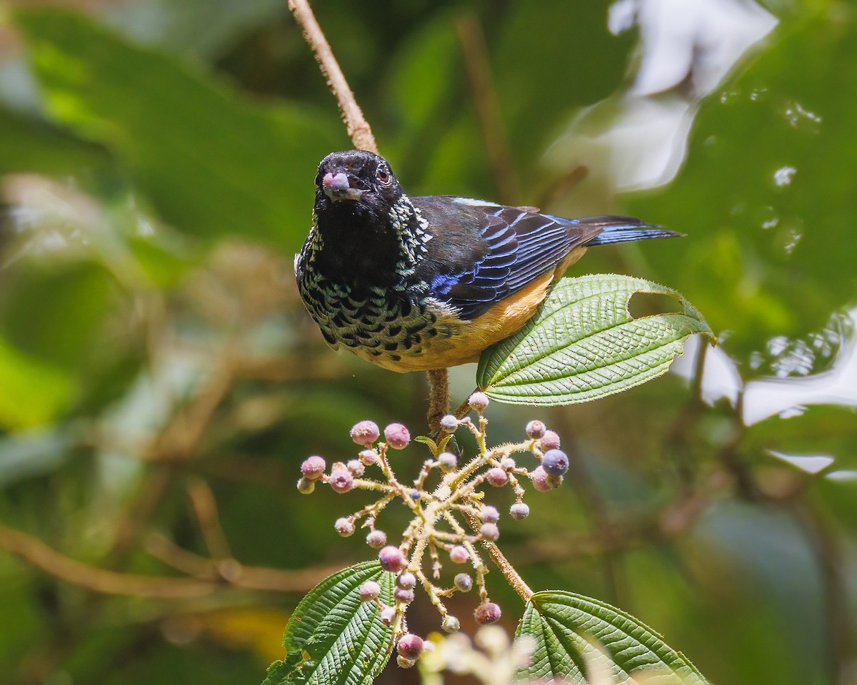 Spangle-cheeked Tanager - ML618739863