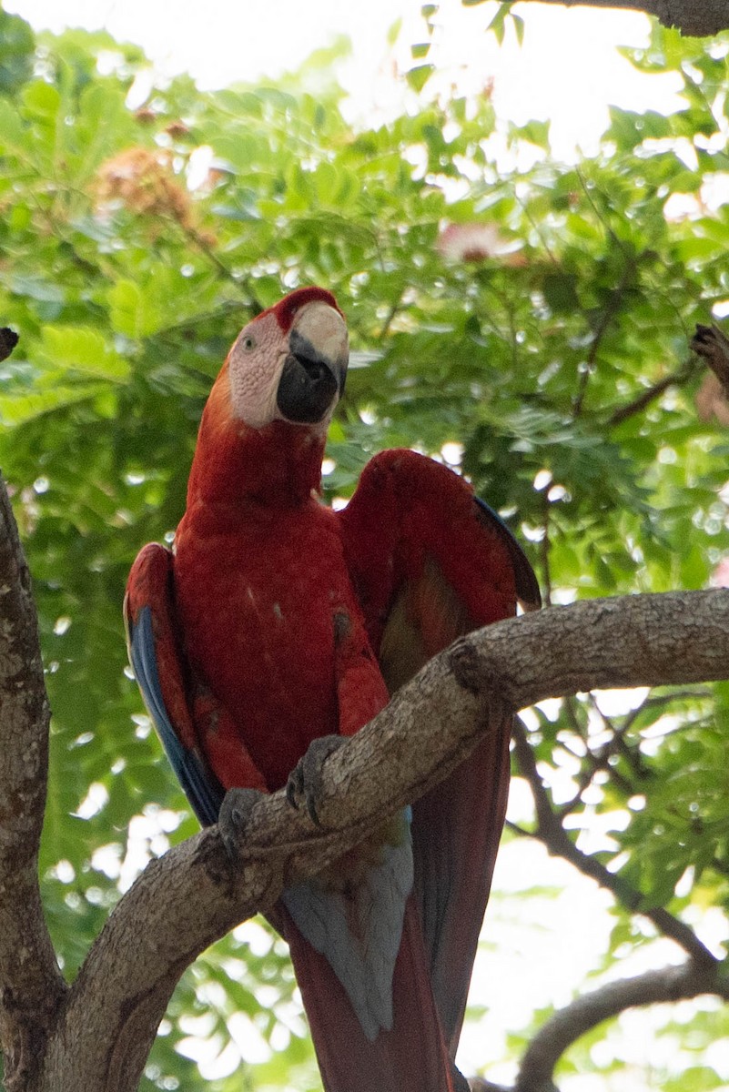 Scarlet Macaw - ML618739870
