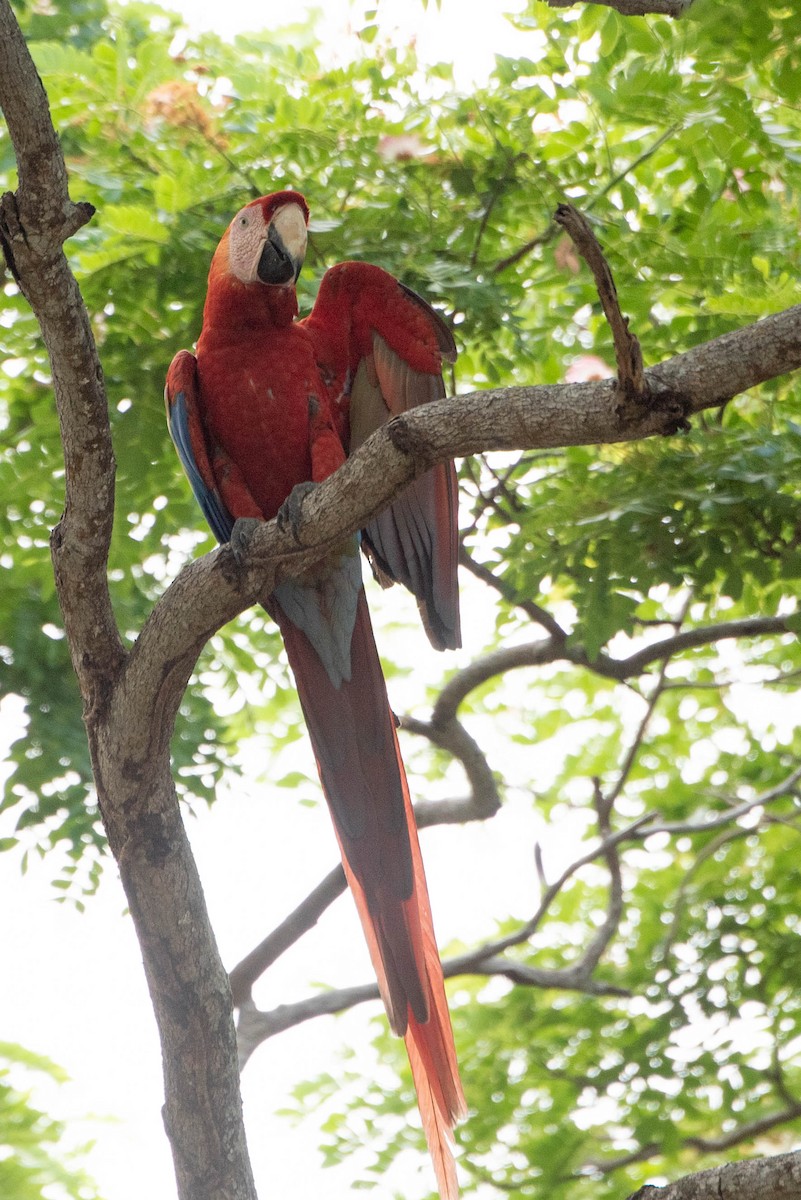 Scarlet Macaw - ML618739871