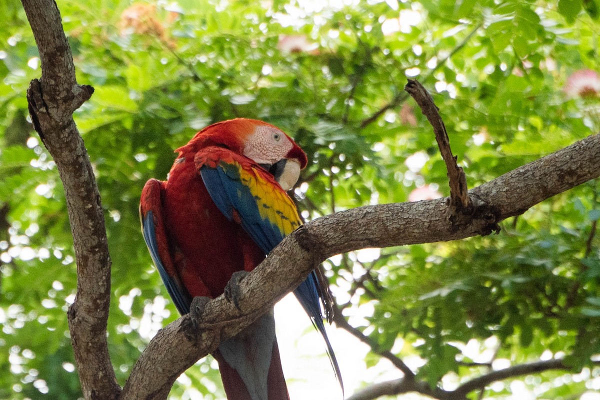 Scarlet Macaw - ML618739872
