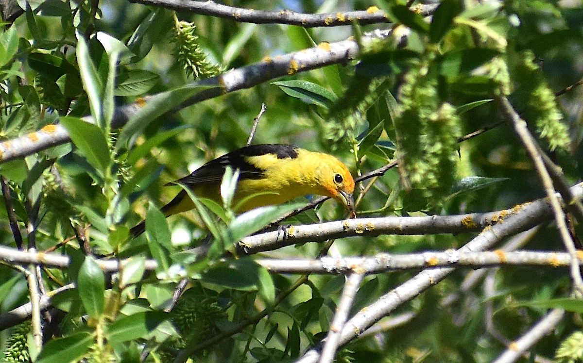 Western Tanager - ML618739876