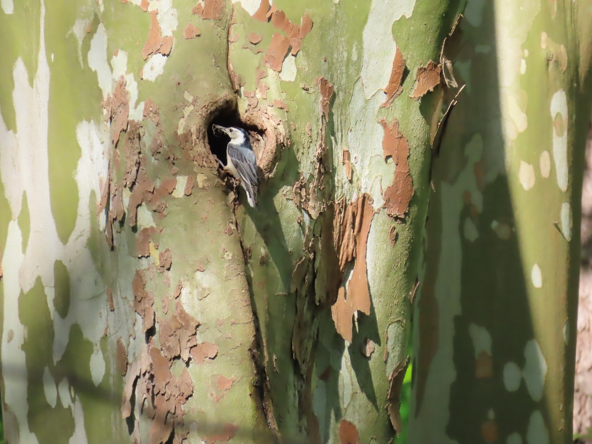 White-breasted Nuthatch - ML618739881