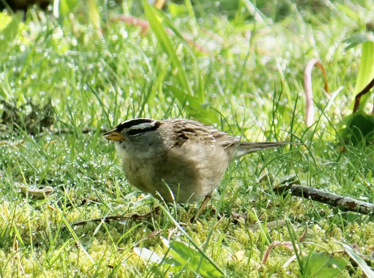 White-crowned Sparrow - ML618739889