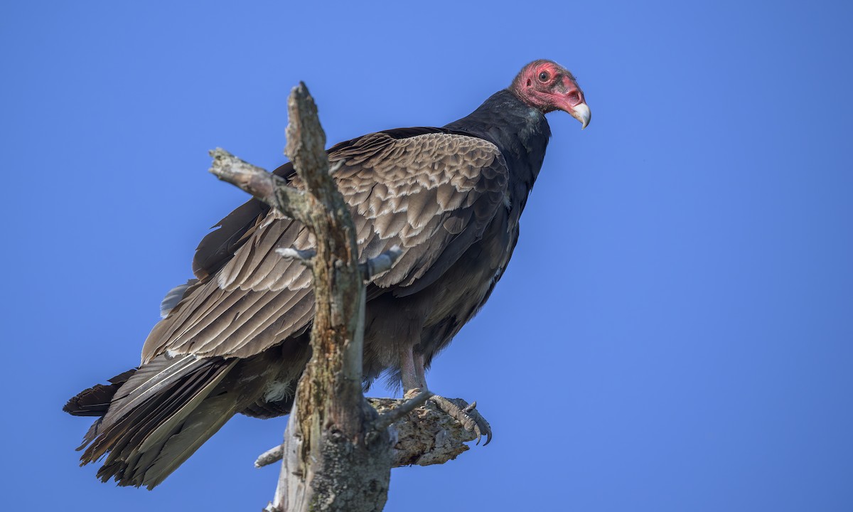Turkey Vulture - Becky Matsubara