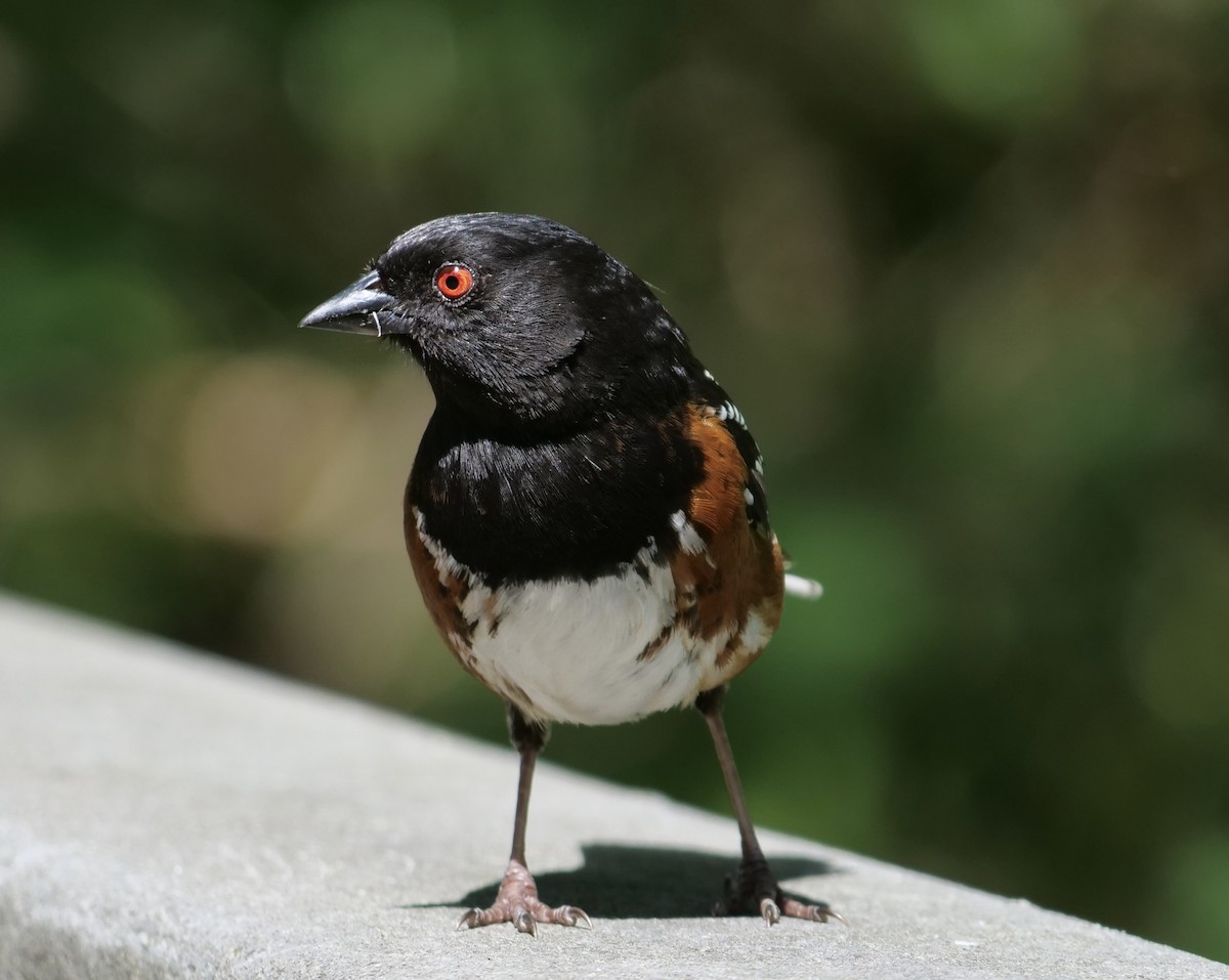 Spotted Towhee - ML618739897