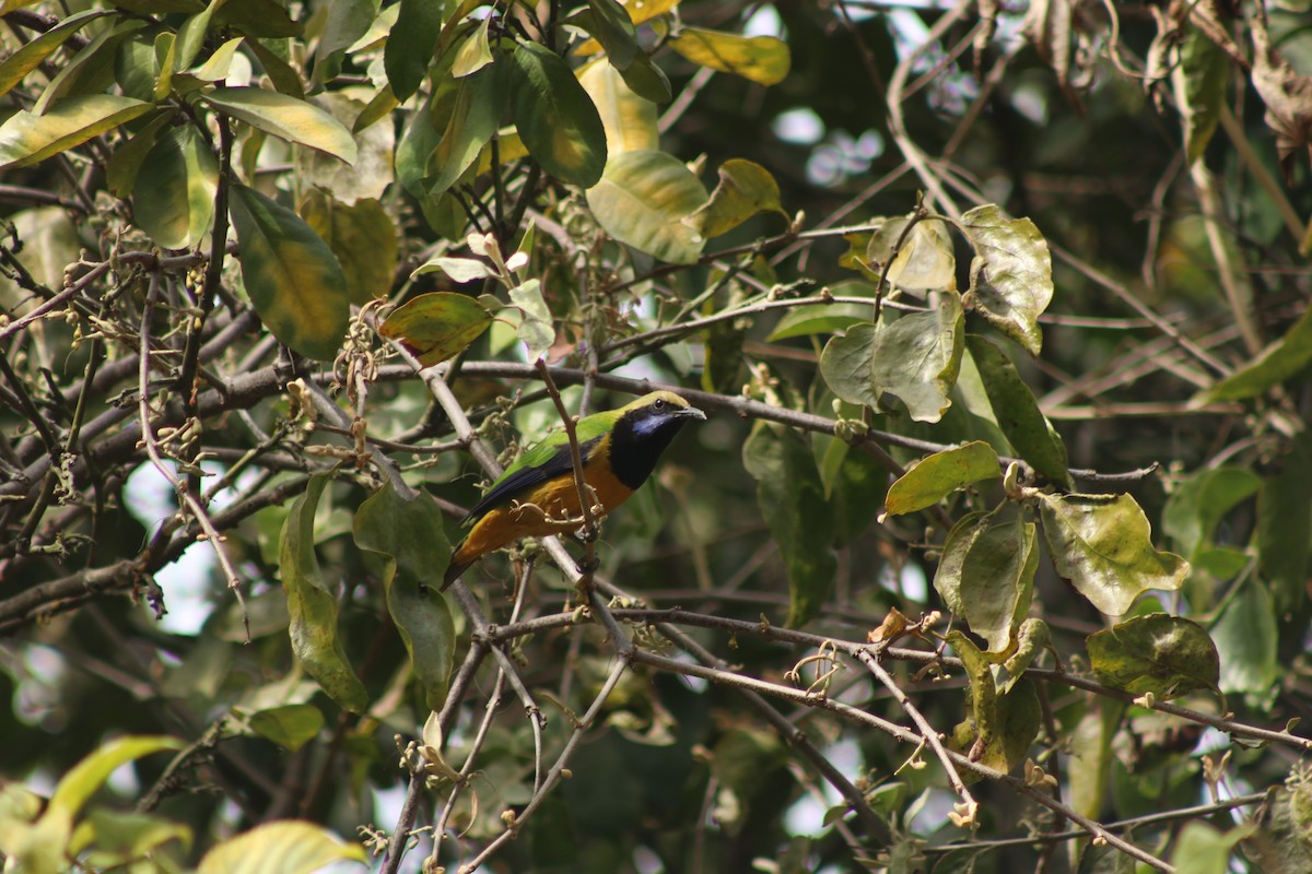 Orange-bellied Leafbird - ML618739905
