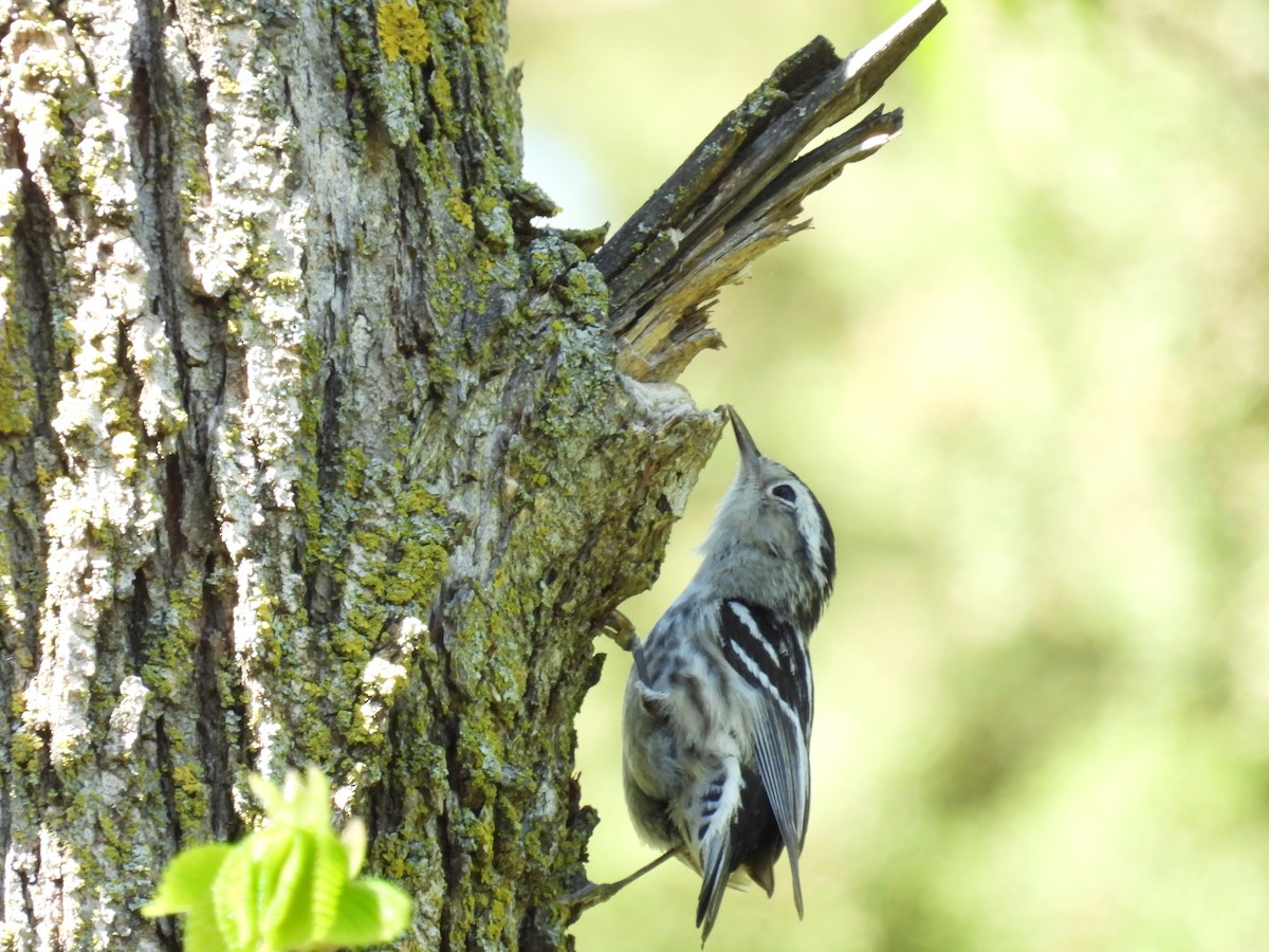 Black-and-white Warbler - ML618739929