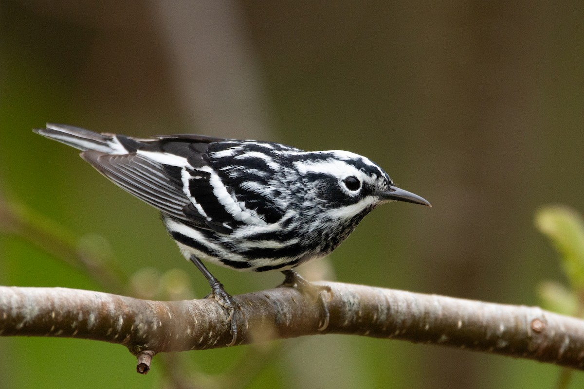 Black-and-white Warbler - ML618739959