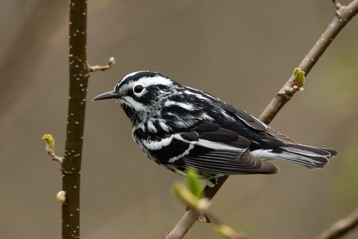 Black-and-white Warbler - ML618739960