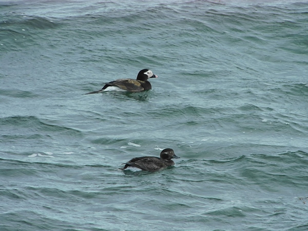Long-tailed Duck - ML618739961