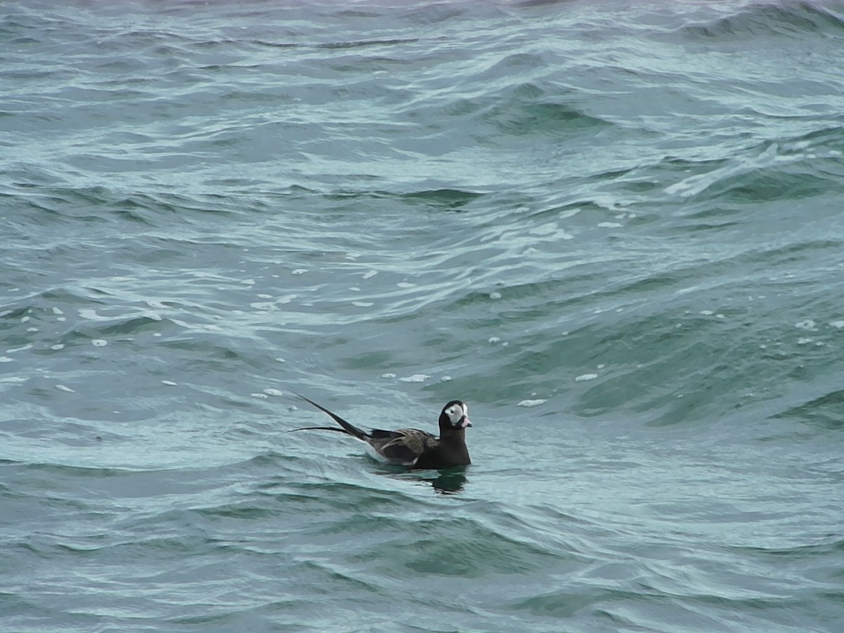 Long-tailed Duck - ML618739962