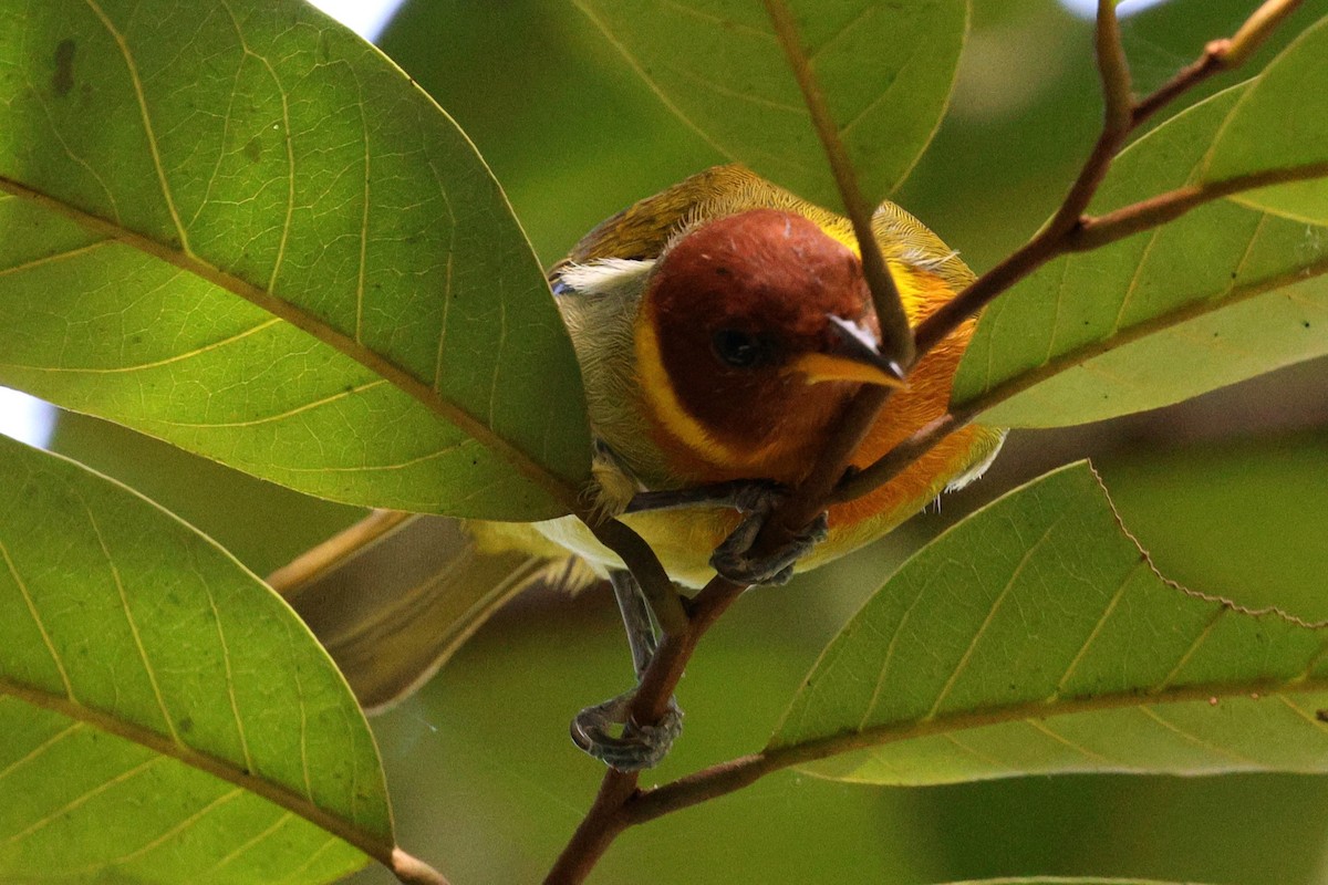Rufous-headed Tanager - ML618739965