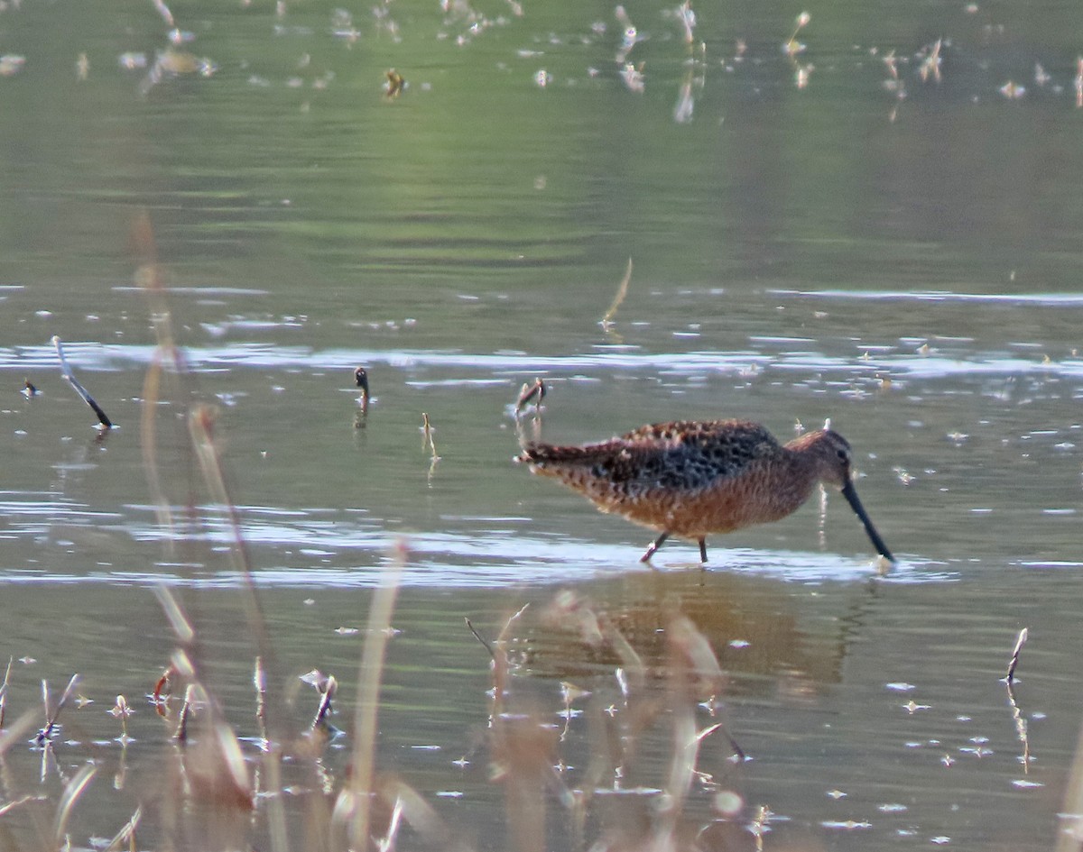 Long-billed Dowitcher - ML618739967