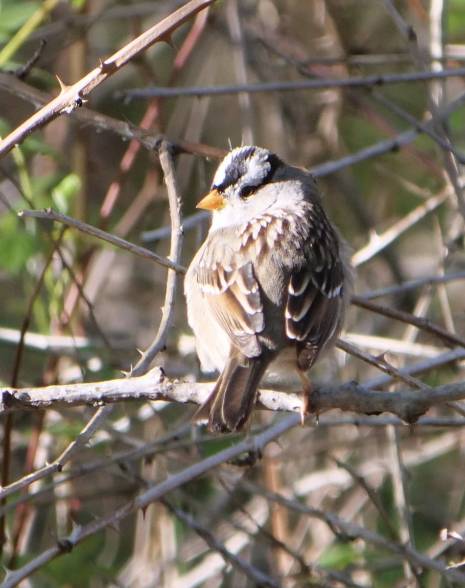 White-crowned Sparrow - ML618739969