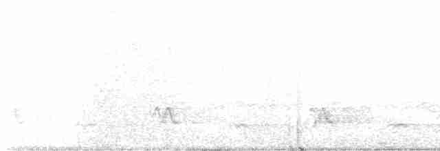 Schwarzkehl-Nachtschwalbe - ML618739981