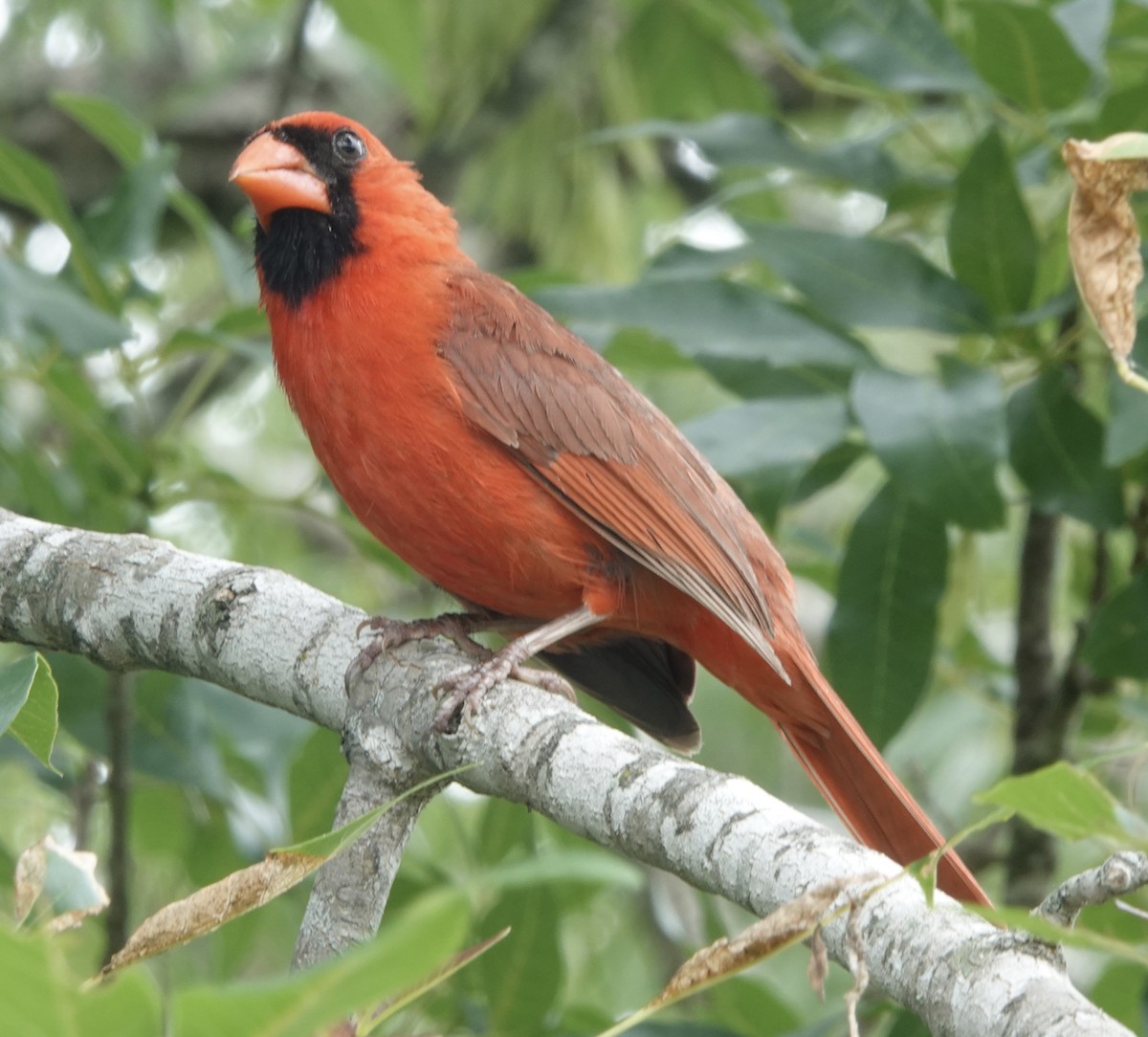 Northern Cardinal (Common) - ML618739996